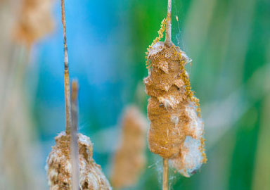 手机号测压在线